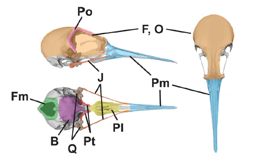Bird Cranium